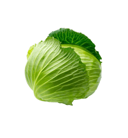 Fresh Green Cabbage